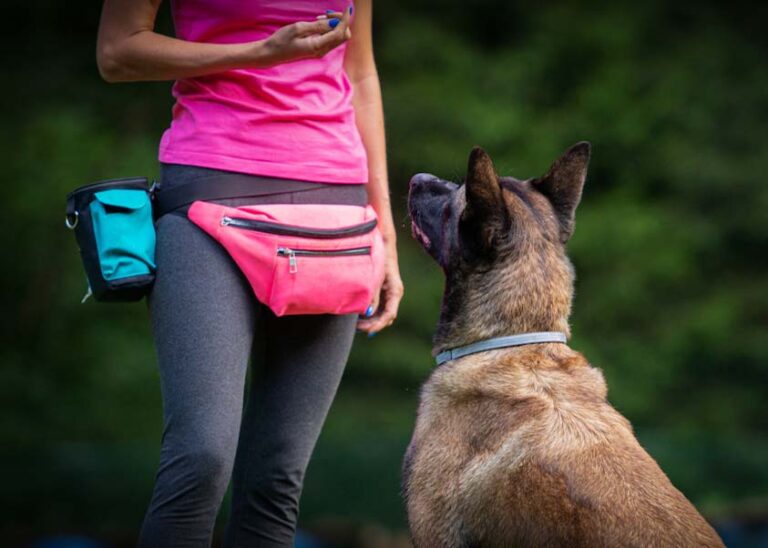 Best Dog Trainer Certification Online Best Dog Trainer Certification Online