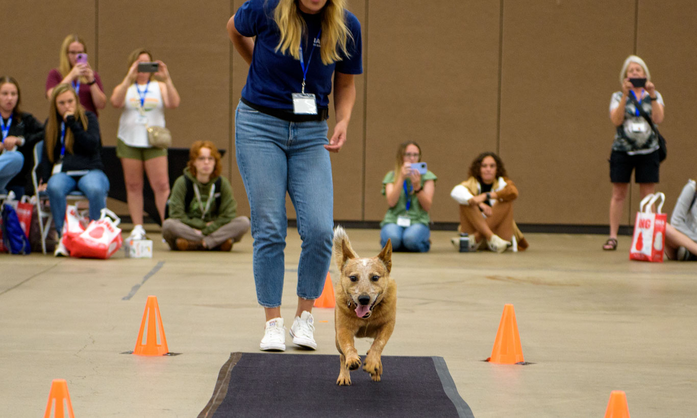 Paper plate race tickets