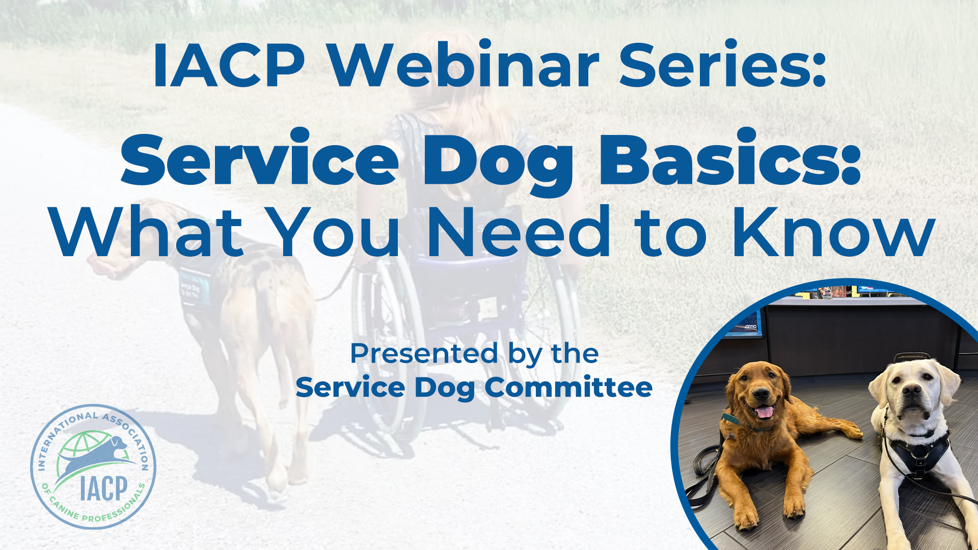 Servicedog169
