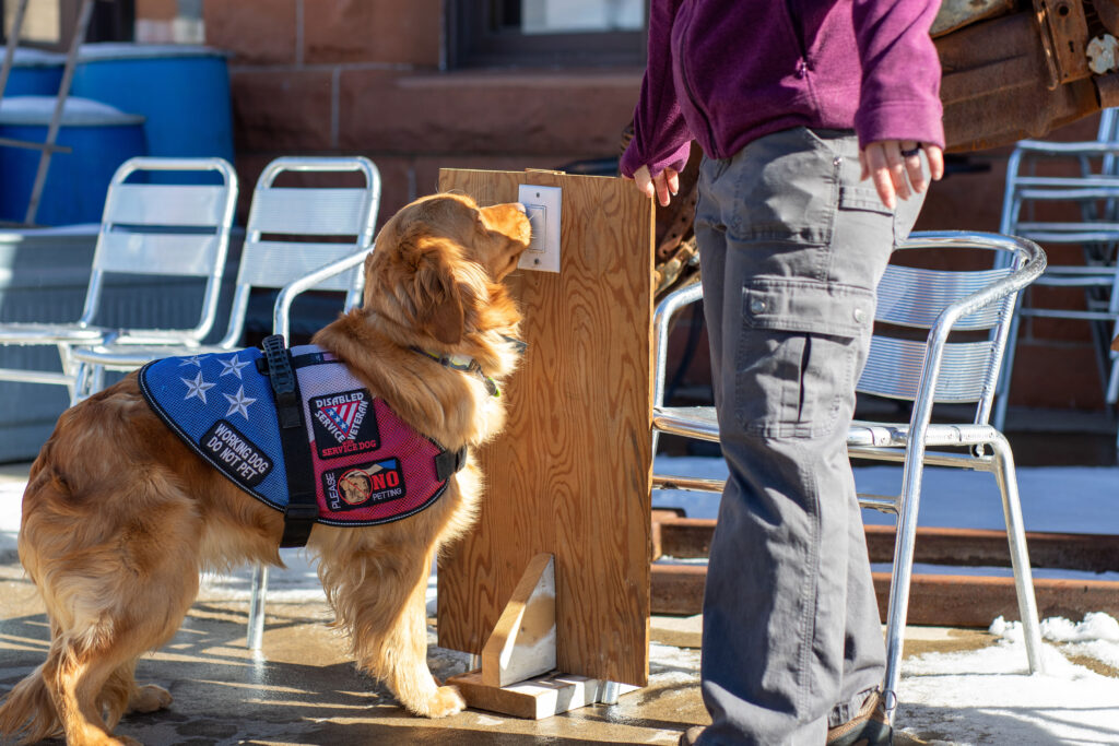 Service Dog Selection