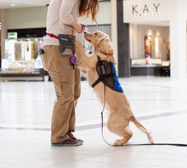 Selecting a Service Dog Prospect