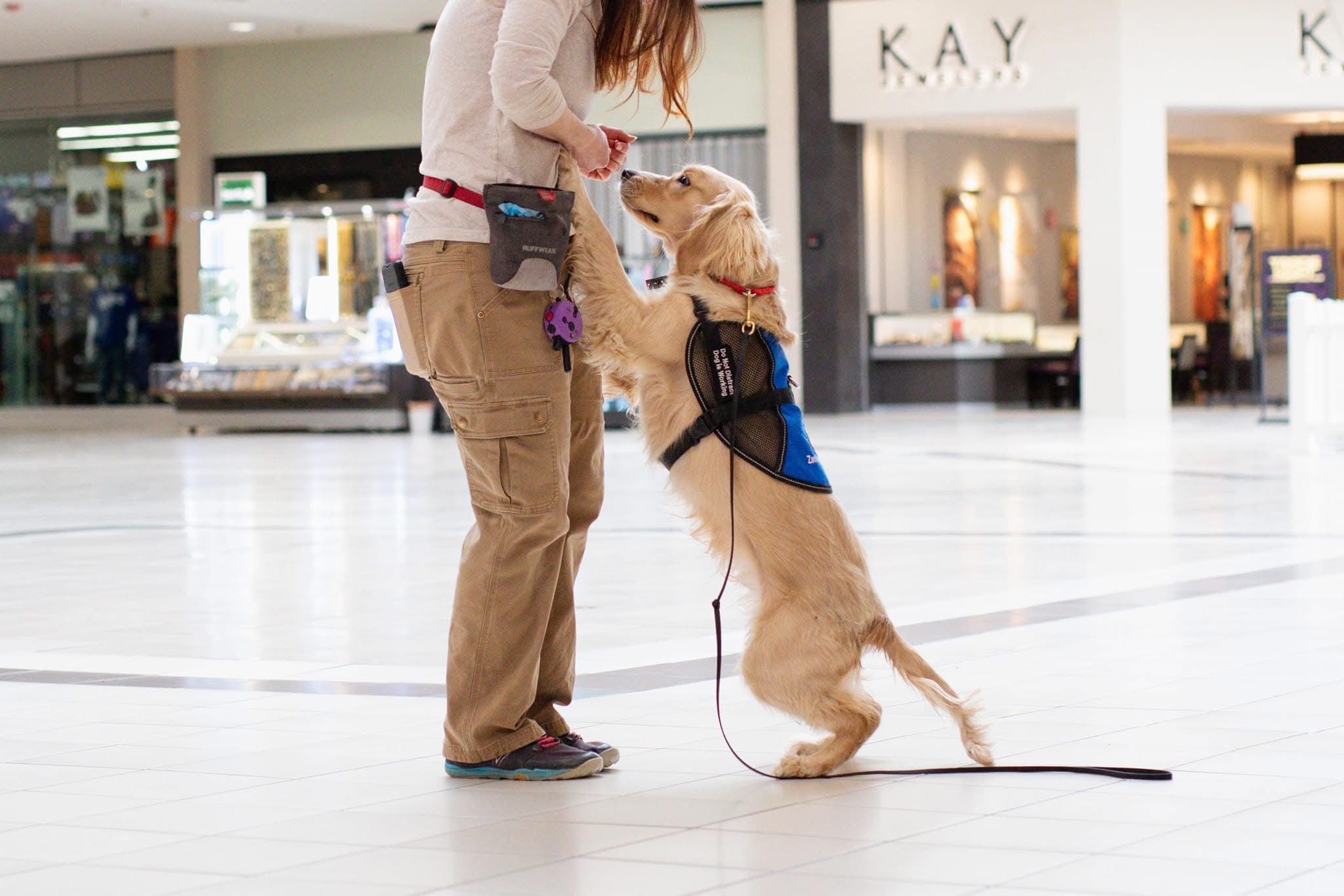 You are currently viewing Selecting a Service Dog Prospect: A Practical Guide for Trainers and Handlers